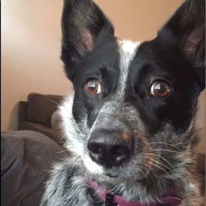 Meet your Posher, Faith